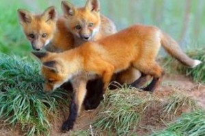 中新网:香港内部公开资料最准下载-梦见狐狸是什么预兆